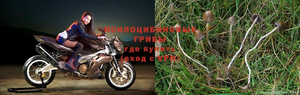 прущие крисы Белокуриха